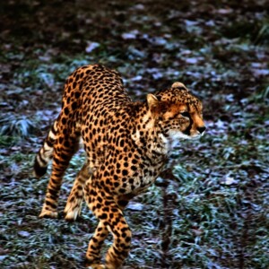 Chester_Zoo_4_1195