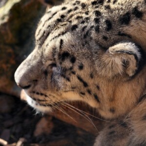 Twycross2_0011