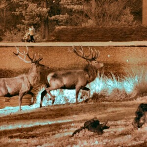 Ducks-Deer_0158