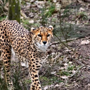 Chester_Zoo6_1812