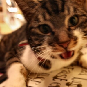 Catnipped_Tess_0001