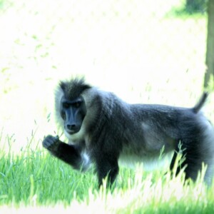 Woburn_0662