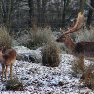 Snowy_Lyme_Park0377