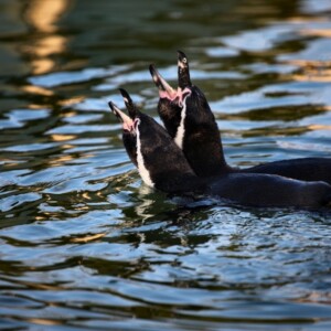 Twycross_Zoo_1428