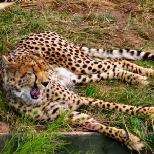 ChesterZoo_0406
