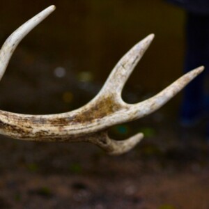 DeerCalf_0009