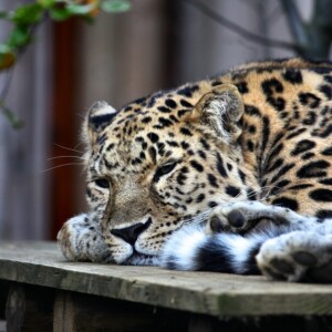 WMSP_1679