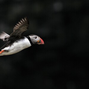 Skomer_Day4_0003
