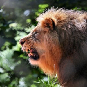 PaigntonZoo_0022