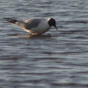 Blackpool_0641
