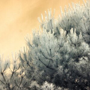 IR-Cam_0020