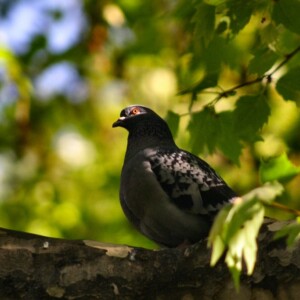London_480