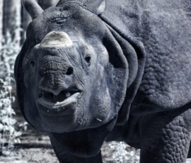 ChesterZoo11_0013
