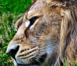 ChesterZoo11_0021