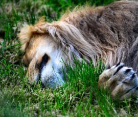 ChesterZoo11_0068