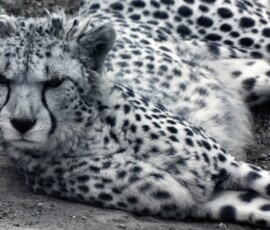ChesterZoo11_0112