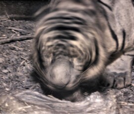ChesterZoo11_0134