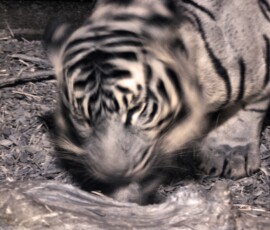 ChesterZoo11_0135