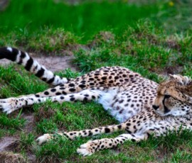 ChesterZoo11_0141