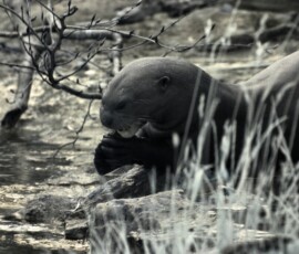 ChesterZoo11_0171