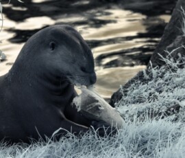 ChesterZoo11_0183