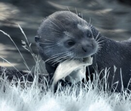 ChesterZoo11_0195