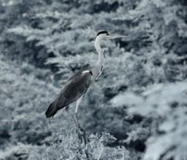 ChesterZoo11_0233