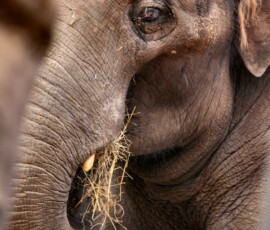 ChesterZoo11_0278