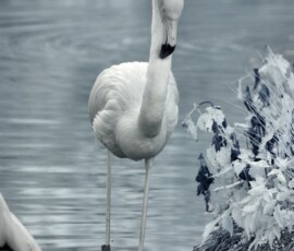 ChesterZoo11_0279