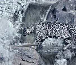 ChesterZoo11_0330