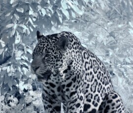 ChesterZoo11_0337