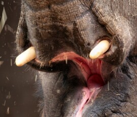 ChesterZoo11_0342