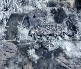 ChesterZoo11_0359
