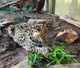 ChesterZoo11_0431