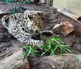 ChesterZoo11_0440