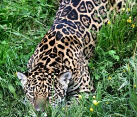 ChesterZoo11_0608