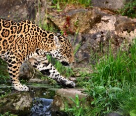 ChesterZoo11_0731