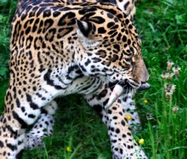 ChesterZoo11_0772