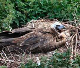 ChesterZoo11_0949