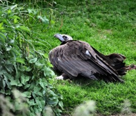 ChesterZoo11_0954