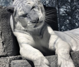 IR-IOW_Zoo_0015