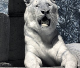 IR-IOW_Zoo_0059