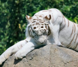 IoWZoo_0424