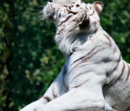 IoWZoo_0458