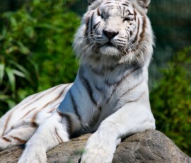 IoWZoo_0510