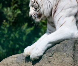 IoWZoo_0852