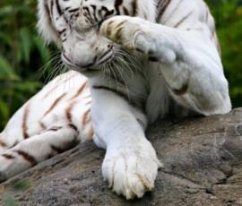 IoWZoo_0921