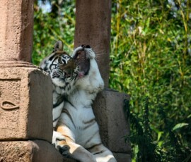 IoWZoo_1312