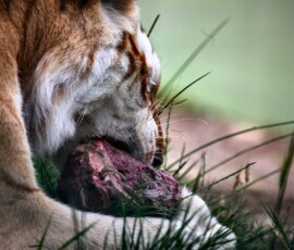 IoWZoo_1853