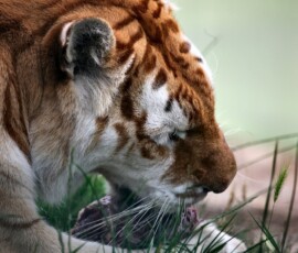 IoWZoo_1862